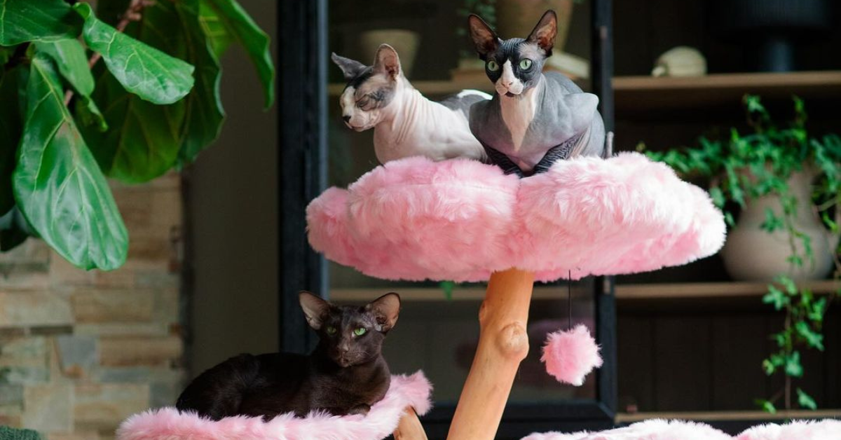 Top Grooming Tips for Cats