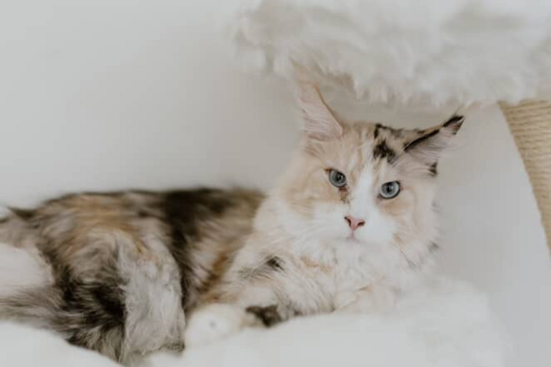 Shop Cat Tree Online