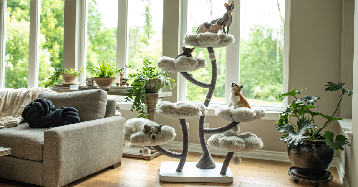 Why Are Cats Obsessed With Boxes?