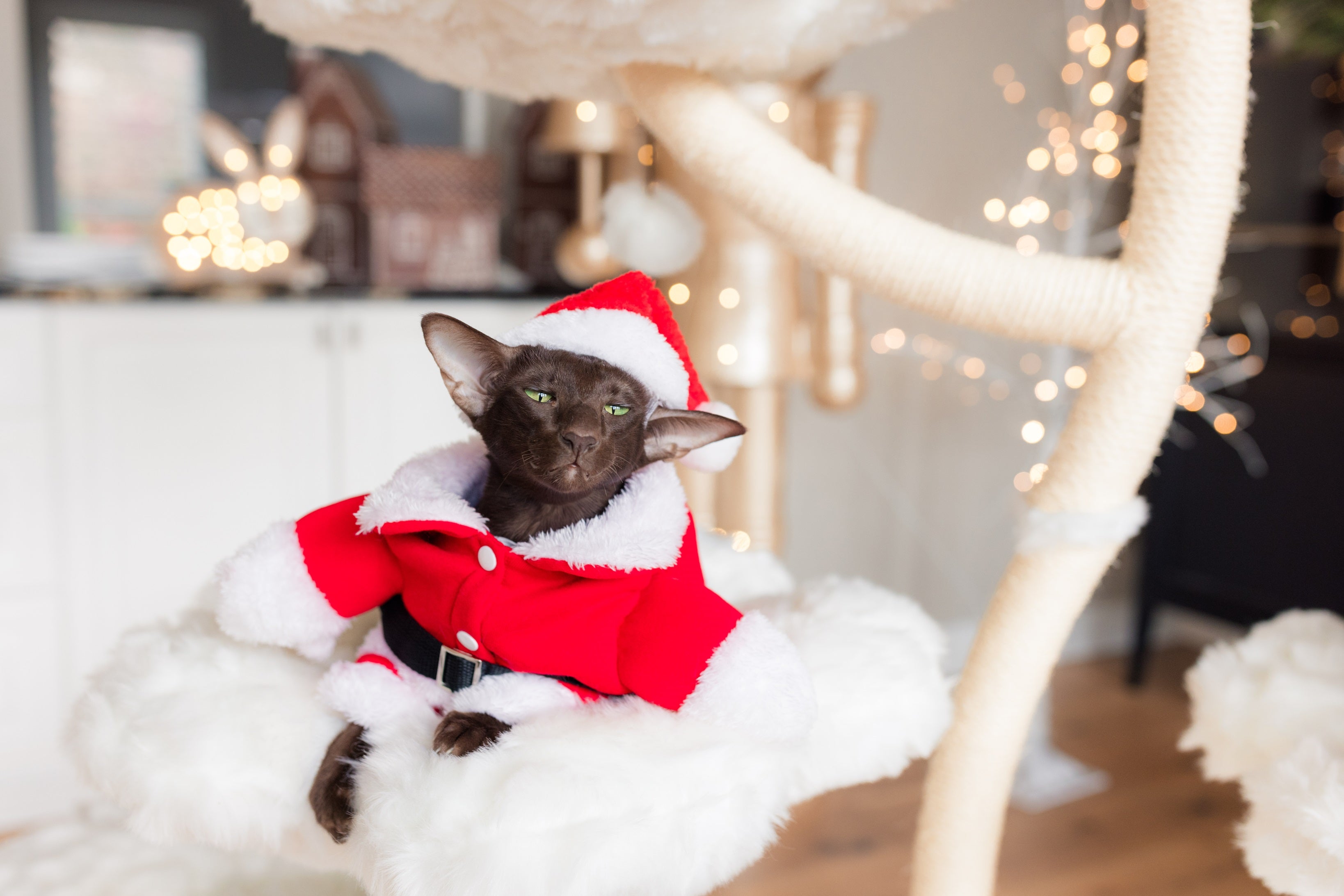 TEDDY BLANC HEXAFLORA