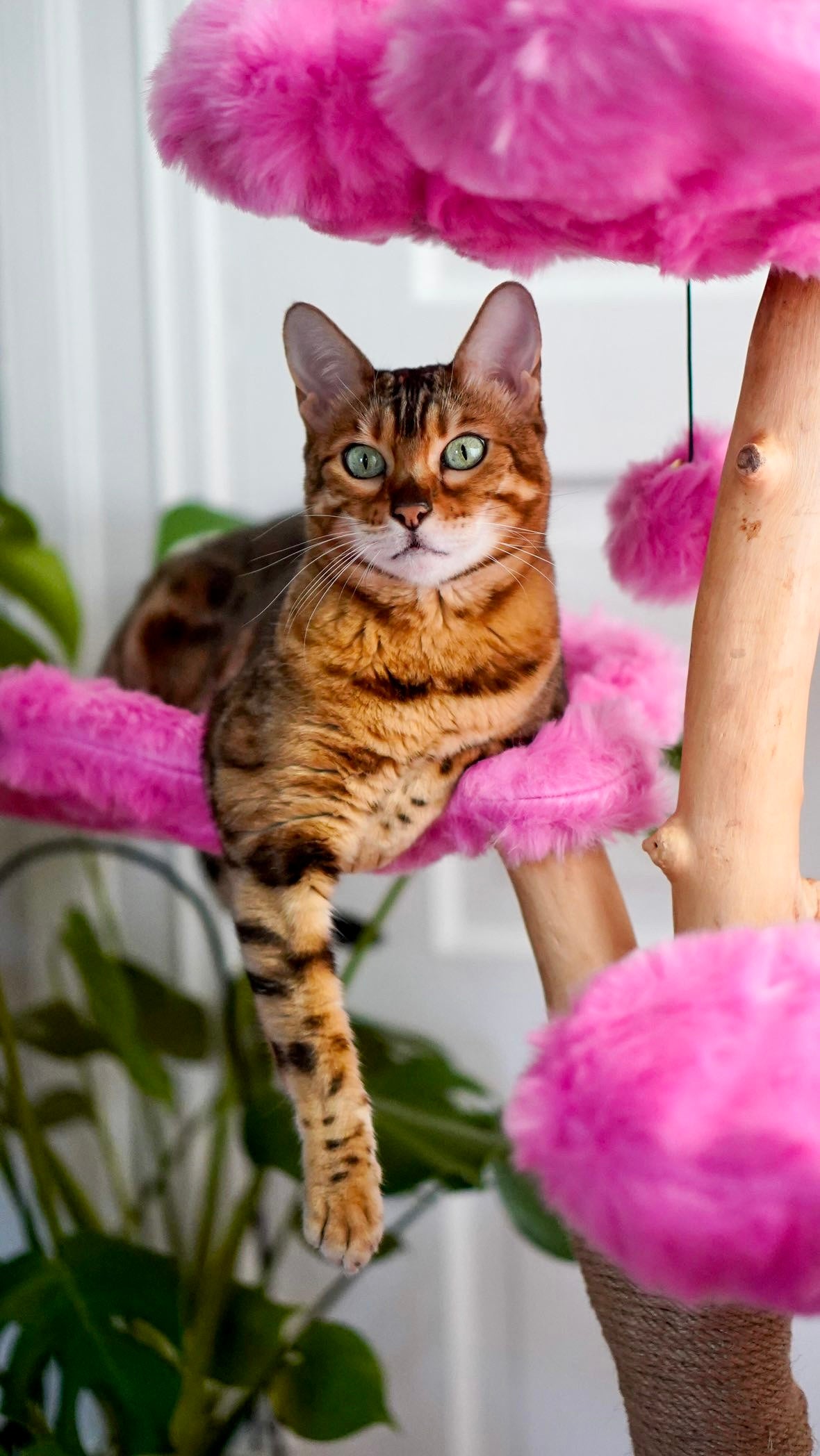 AZALEA MONOTONE TRES - KBS FLORAL CAT TREE