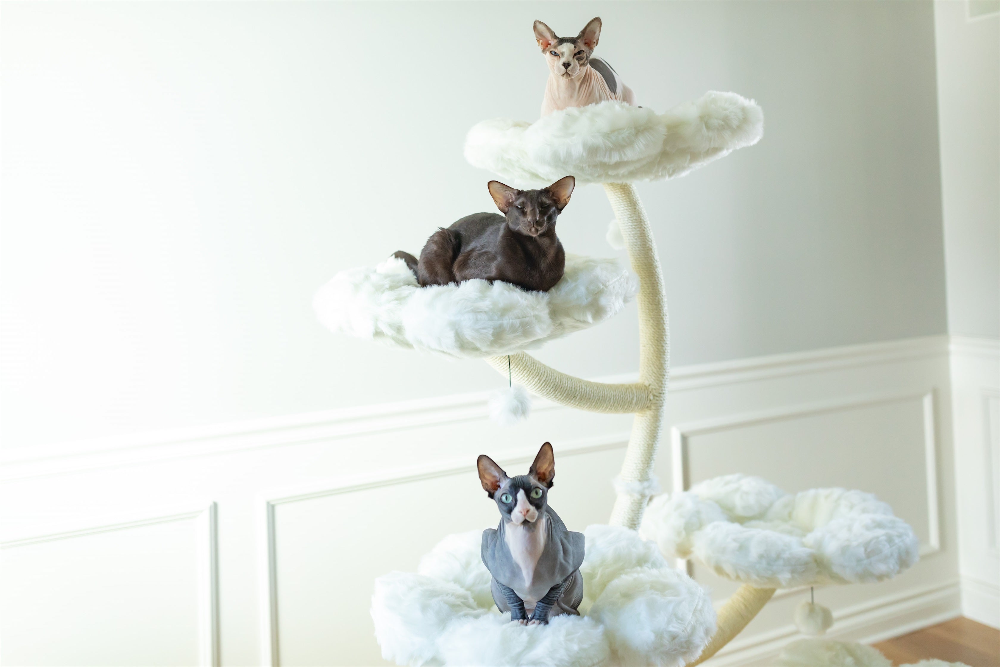 TEDDY BLANC HEXAFLORA