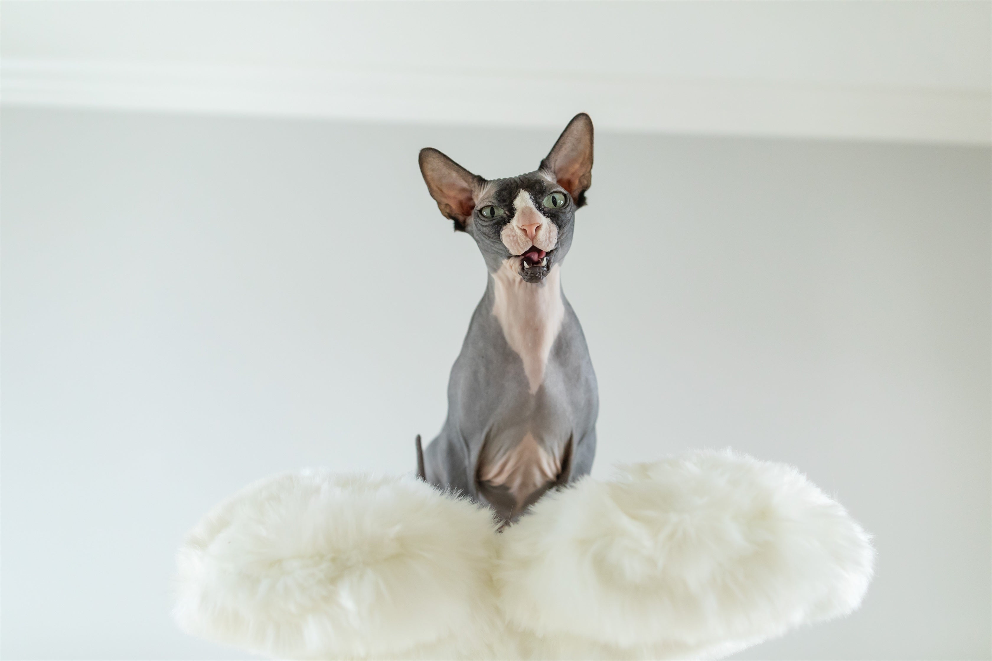 TEDDY BLANC HEXAFLORA