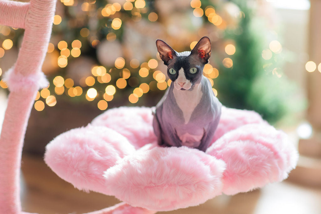 CHERRY BLOSSOM MONOTONE EDEN: THE GARDEN OF FLOWERS