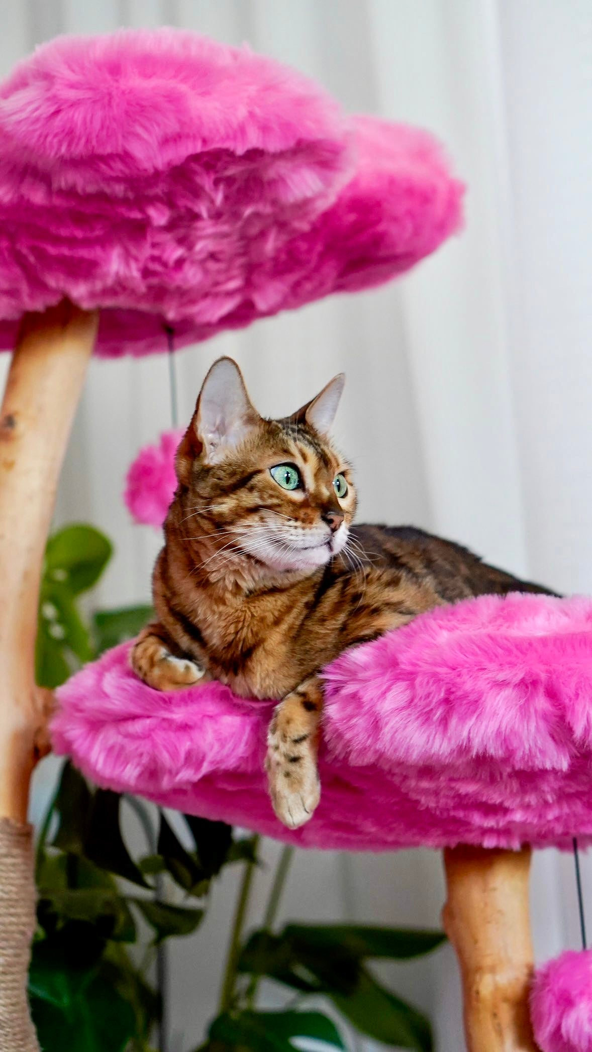 AZALEA MONOTONE TRES - KBS FLORAL CAT TREE