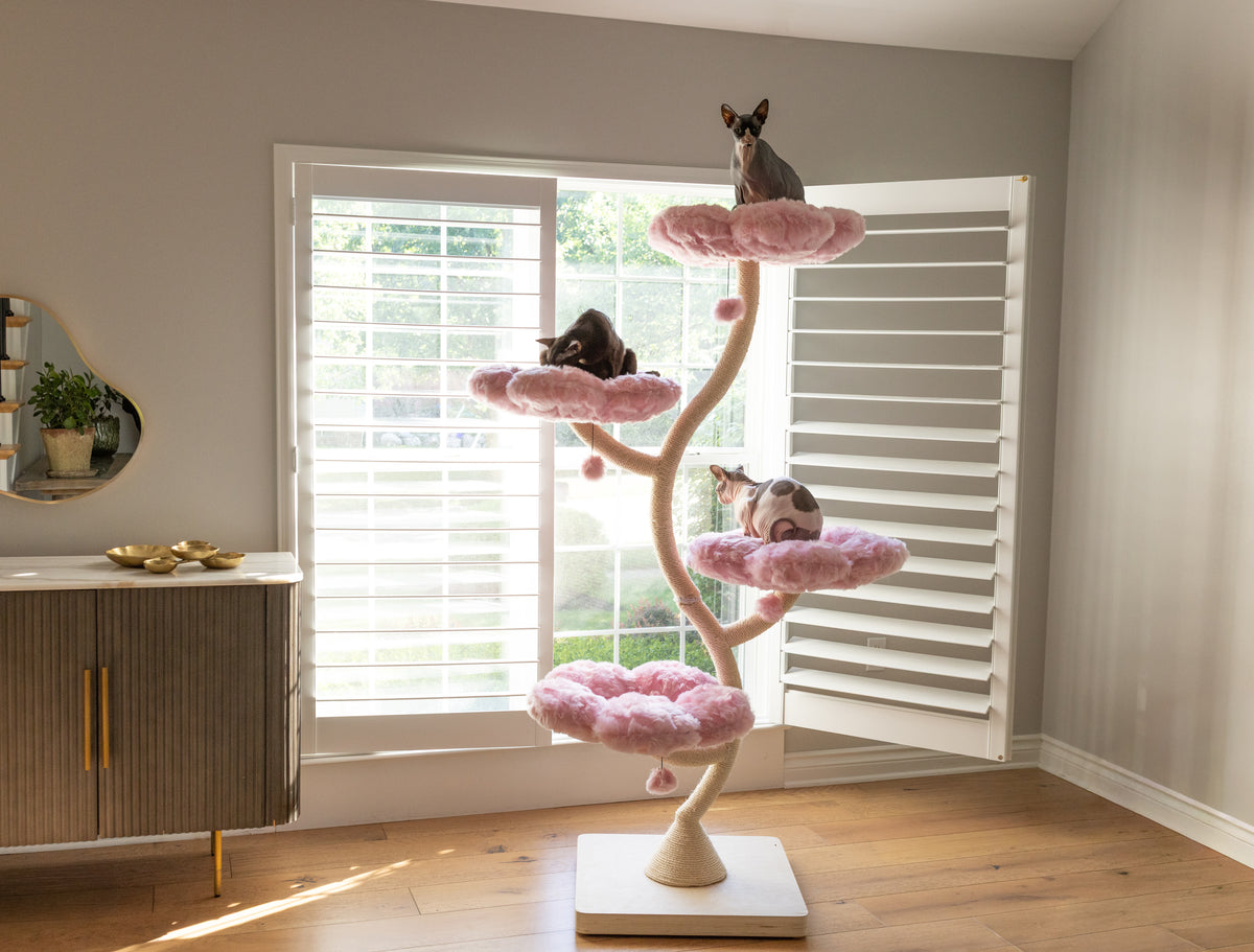 EDEN CANDY CLOUD COLLECTION