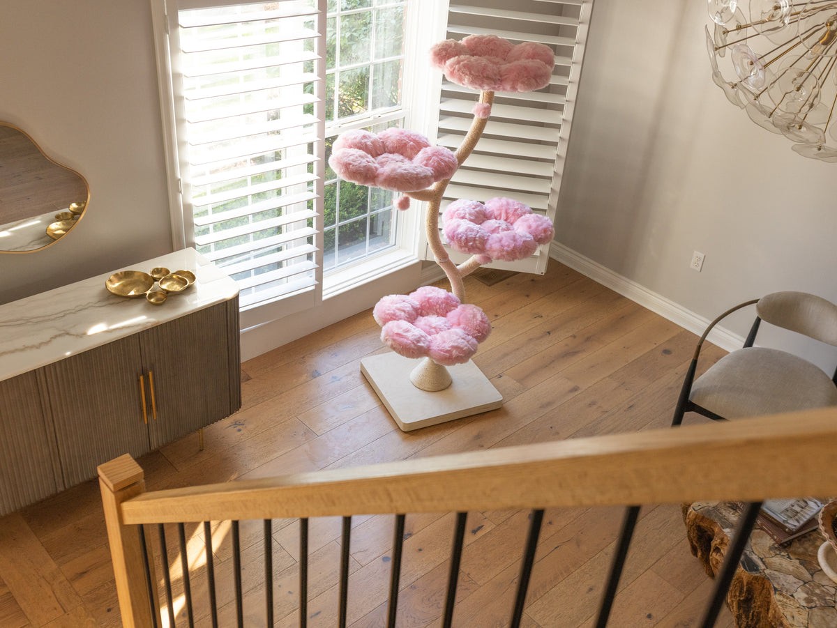 EDEN CANDY CLOUD COLLECTION
