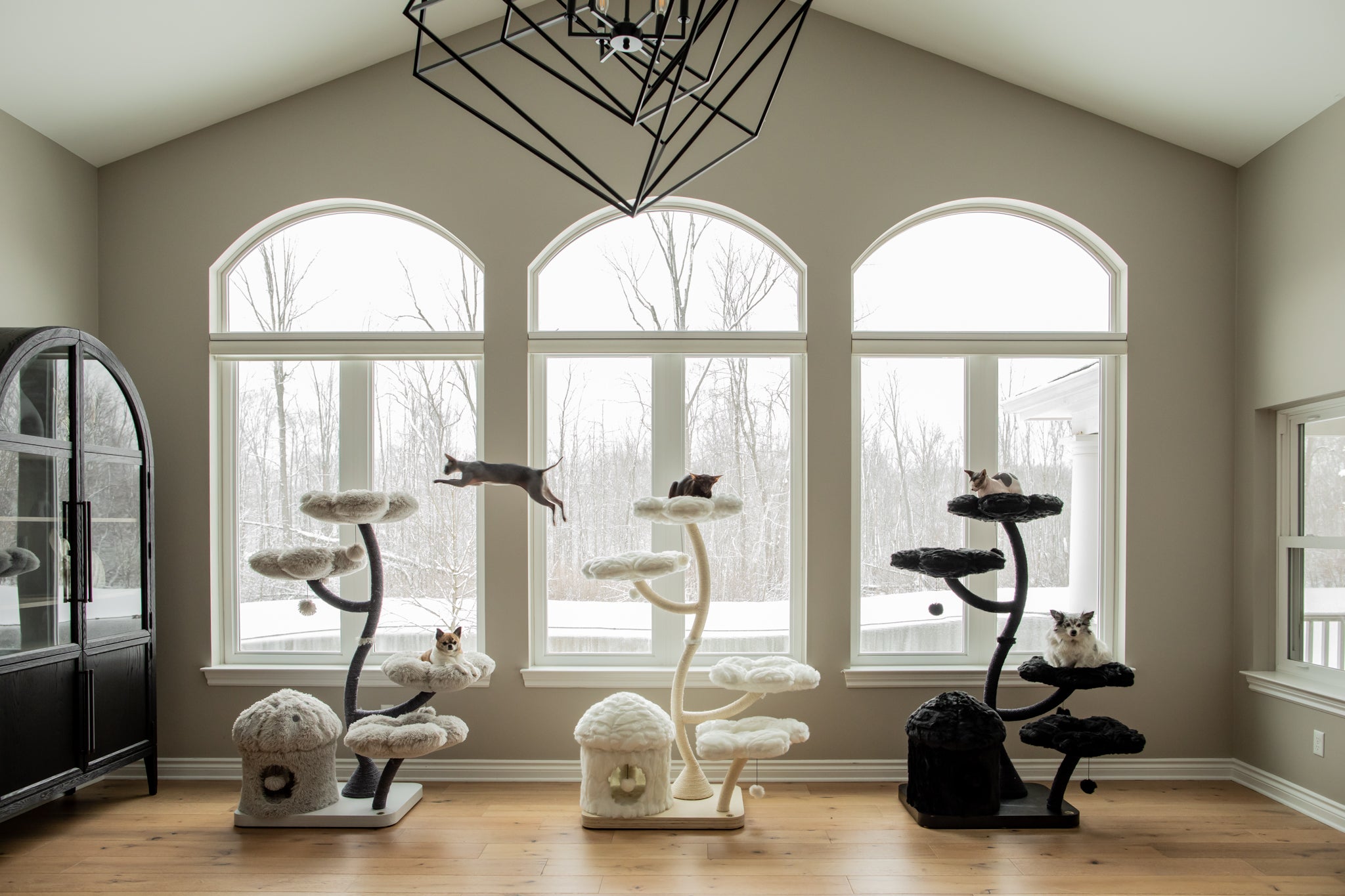 TEDDY NOIR EDEN: THE GARDEN OF FLOWERS