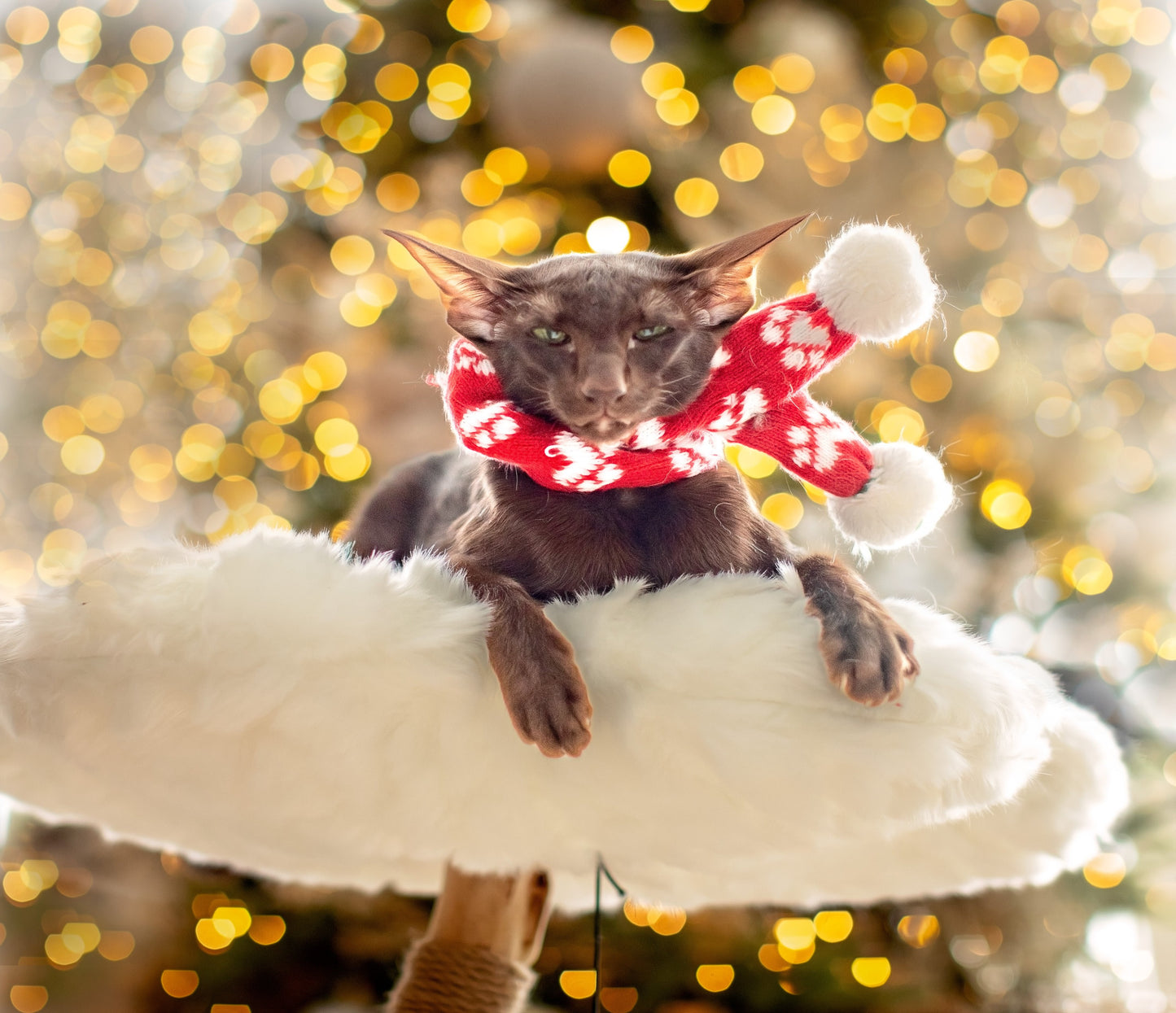 A stylish cat with a red scarf sits gracefully on a chair, near a Cat Tree