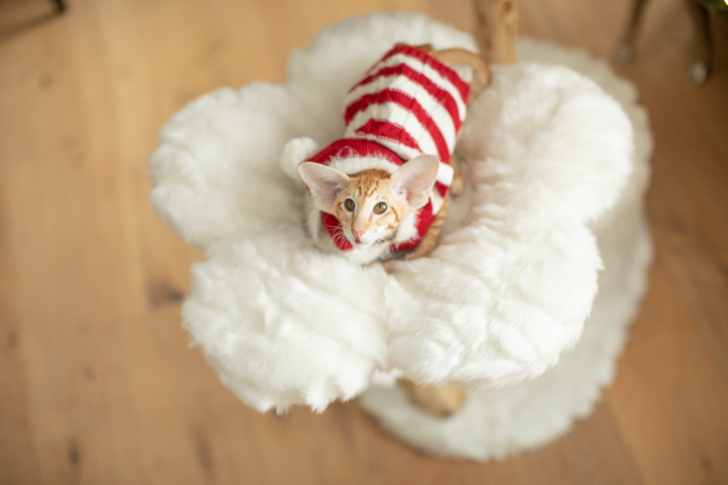 A cat wearing a sweater sits on a cat tree, enjoying its cozy perch