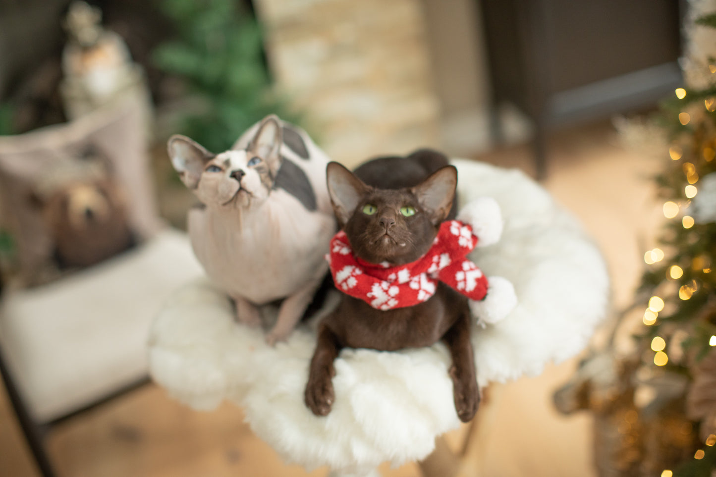 A cozy scene with a cat sitting on a chair next to a Christmas tree