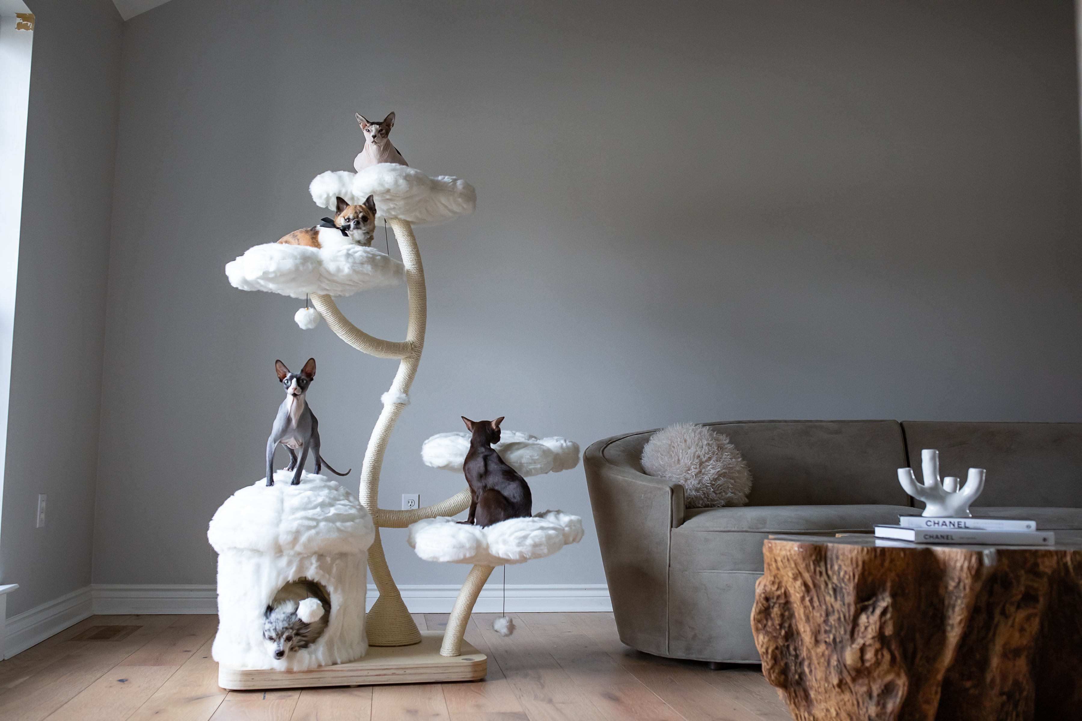 A white Teddy Blanc Eden surrounded by flower cat tree in a beautiful garden