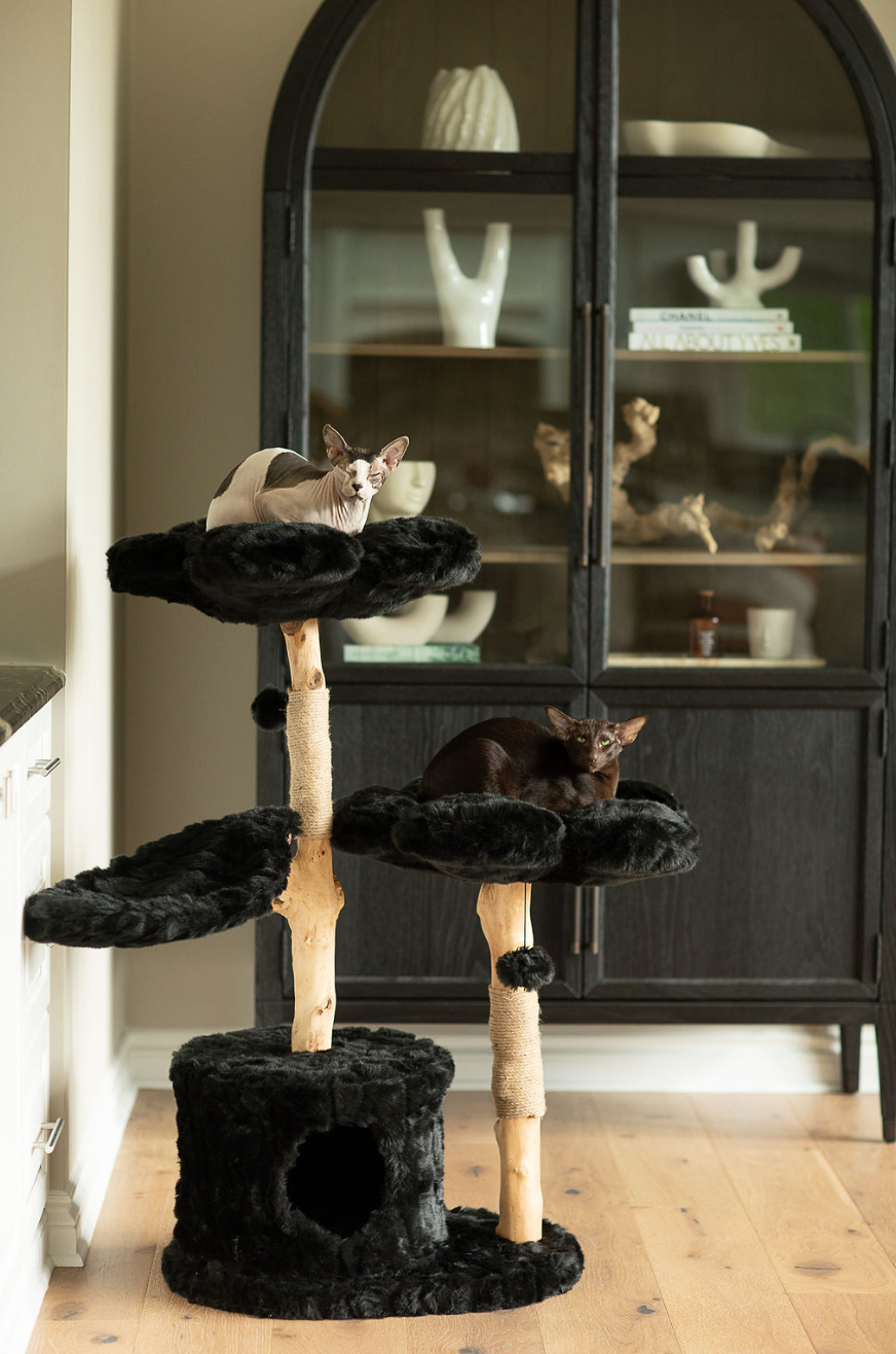 Two cats resting on a floral cat tree