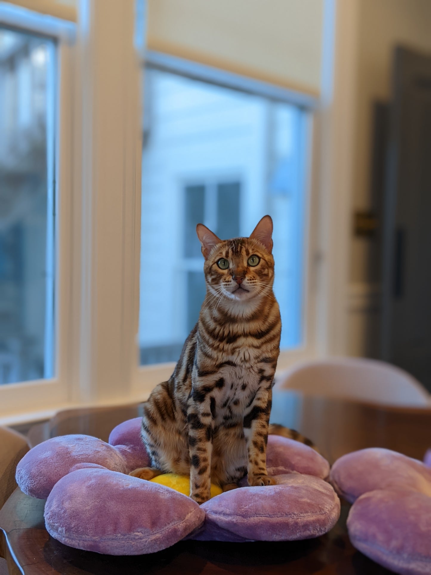 LAVENDER DOS - KBS FLORAL CAT TREE