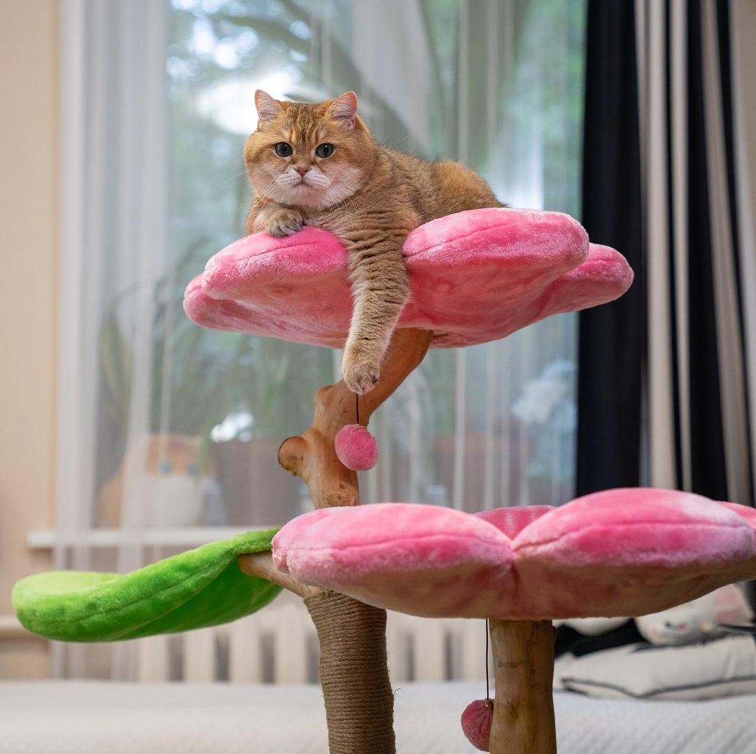 @HOSICO_CAT - AZALEA TRES