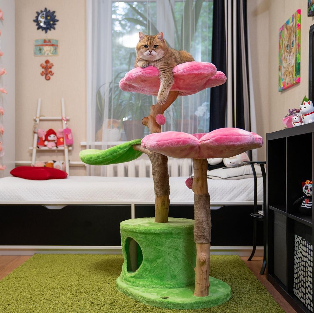 @HOSICO_CAT - AZALEA TRES