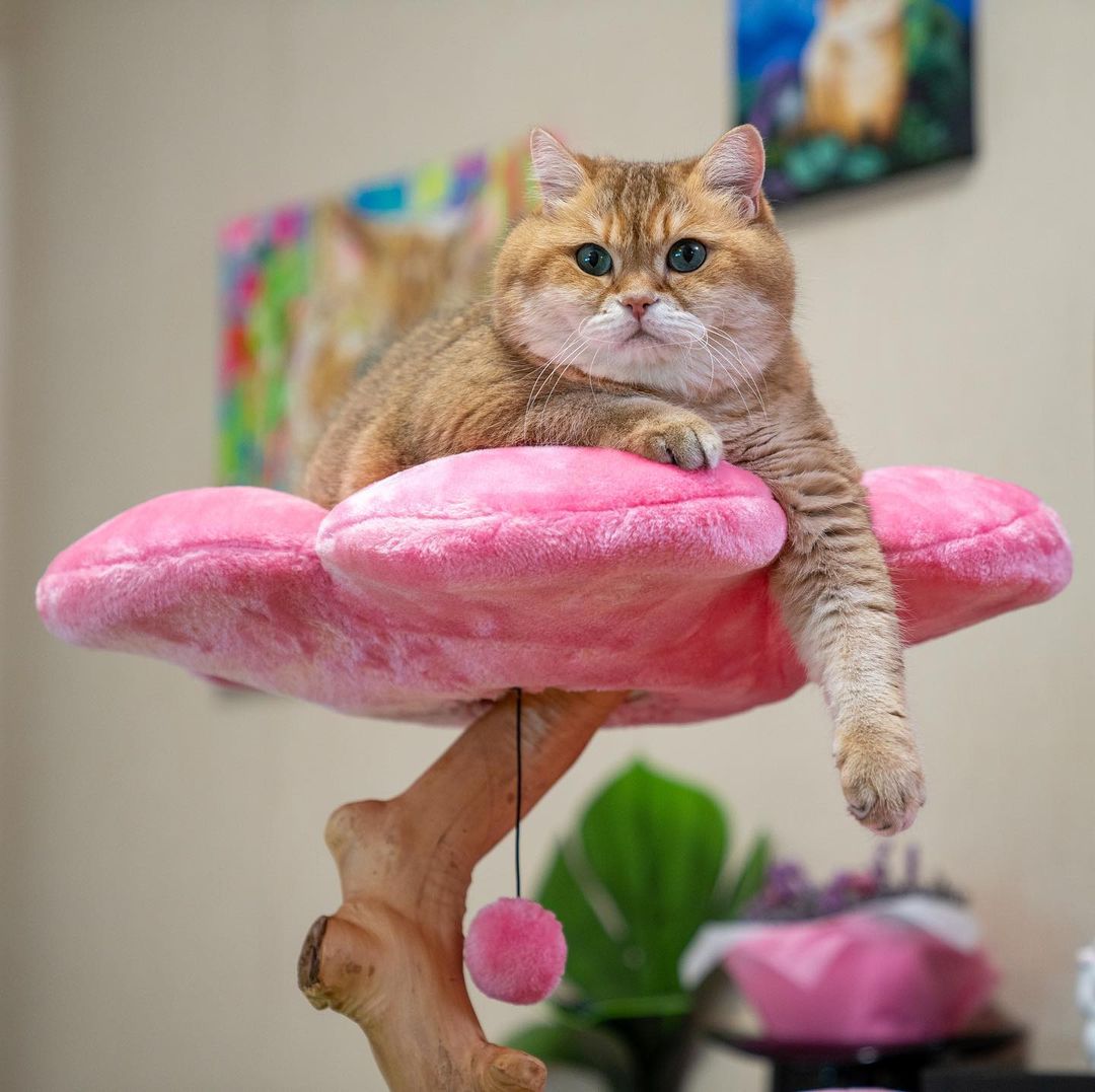 @HOSICO_CAT - AZALEA TRES