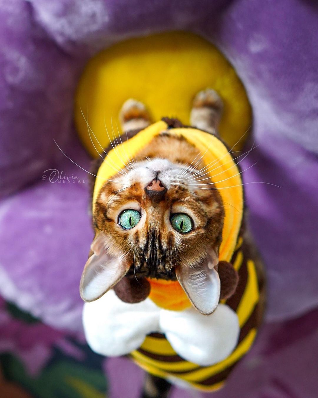 LAVENDER TRES - KBS FLORAL CAT TREE
