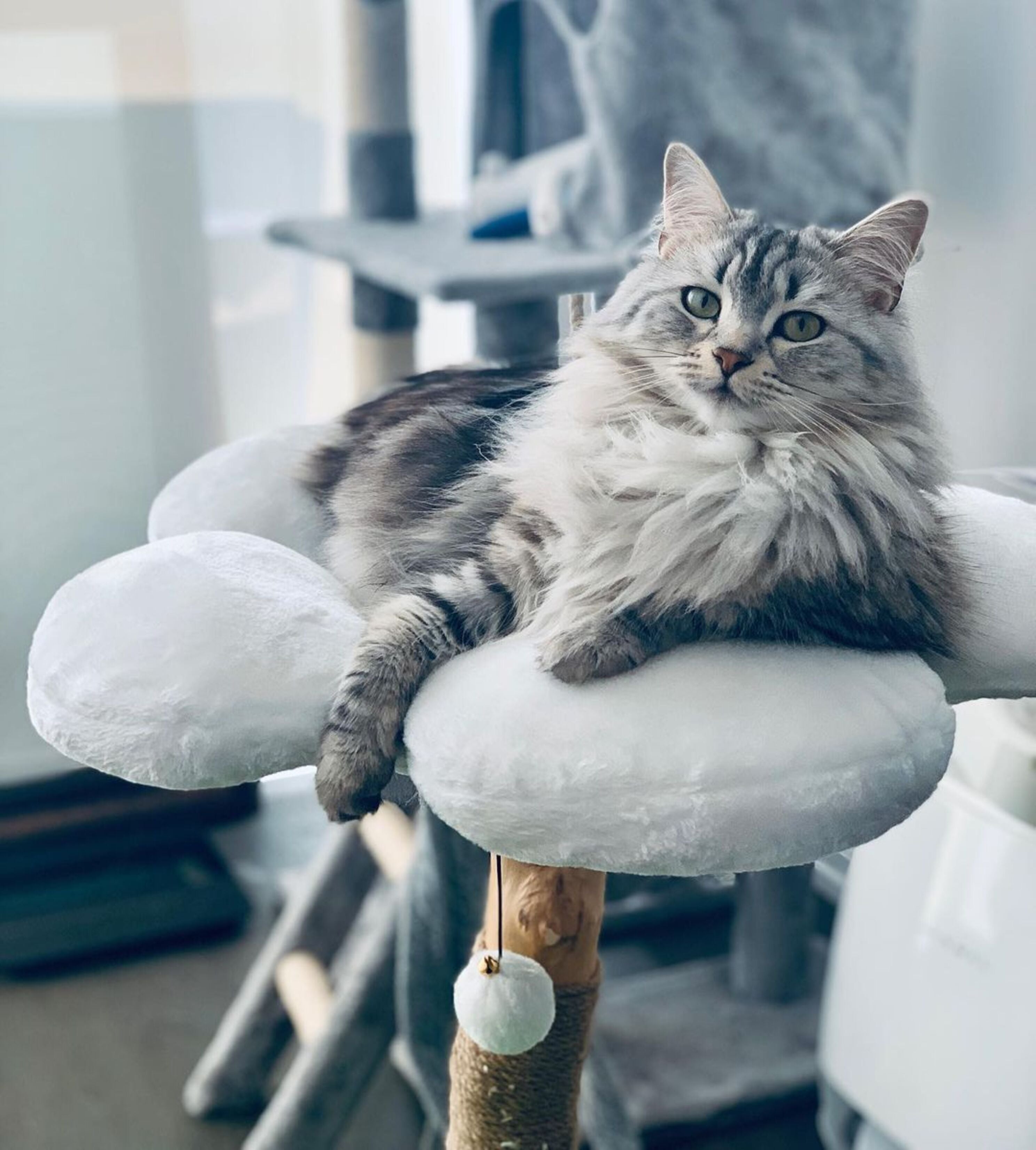 DAISY TRES - KBS FLORAL CAT TREE