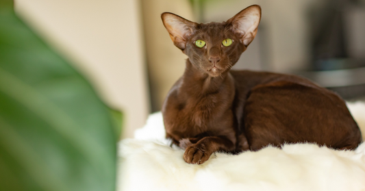 10 Simple Ways To Make Life Indoors More Fun For Your Cat