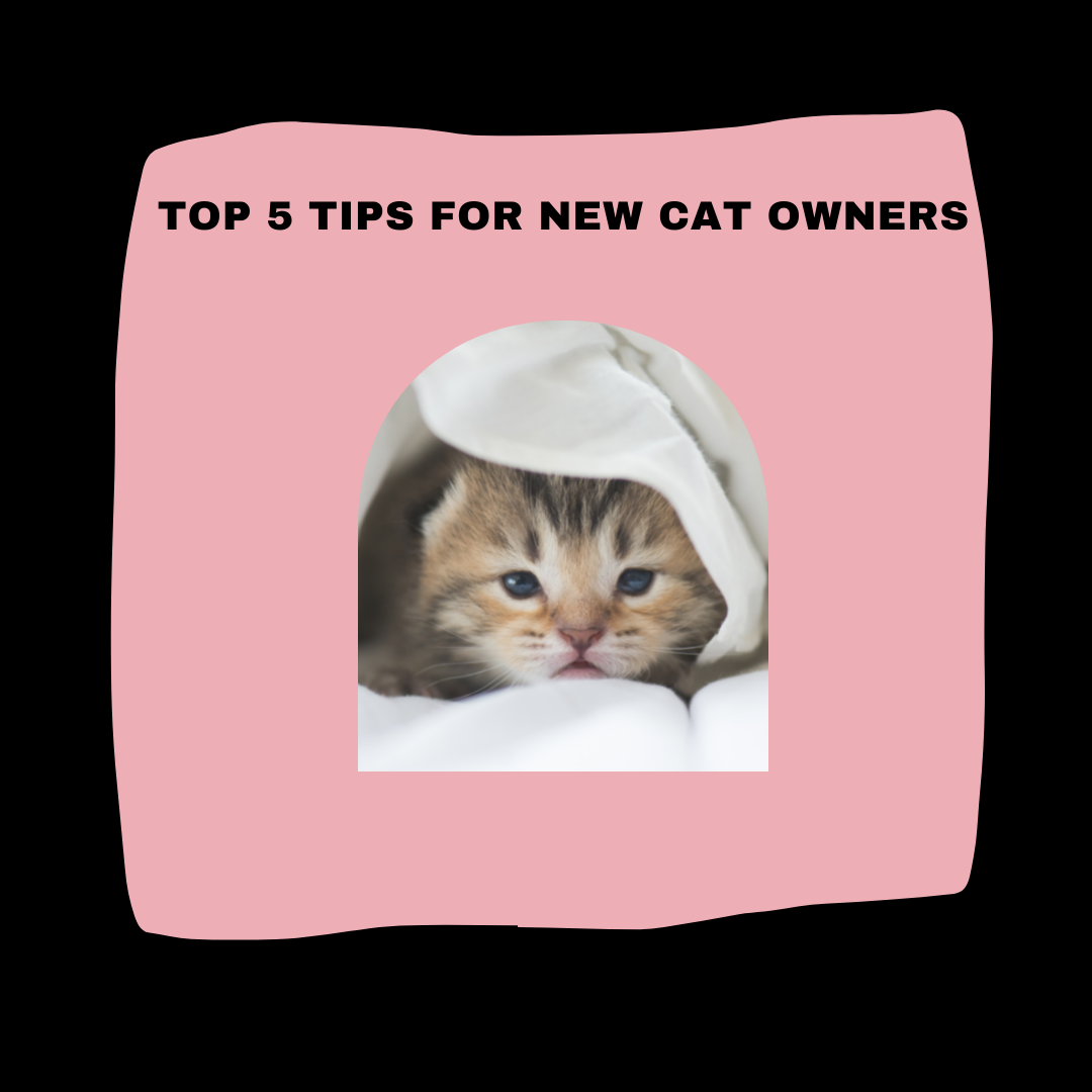 Best furniture sales for cat owners