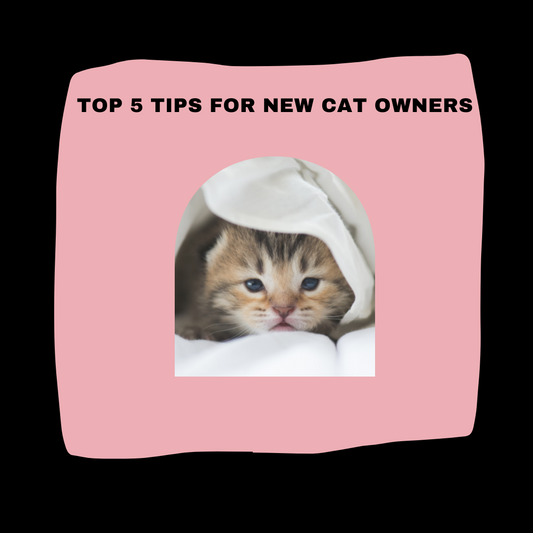 TOP 5 TIPS FOR NEW CAT OWNERS