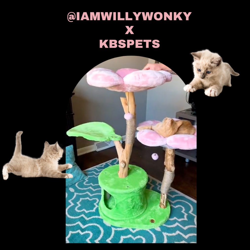 Live Session with @IAMWILLYWONKY x KBSPETS