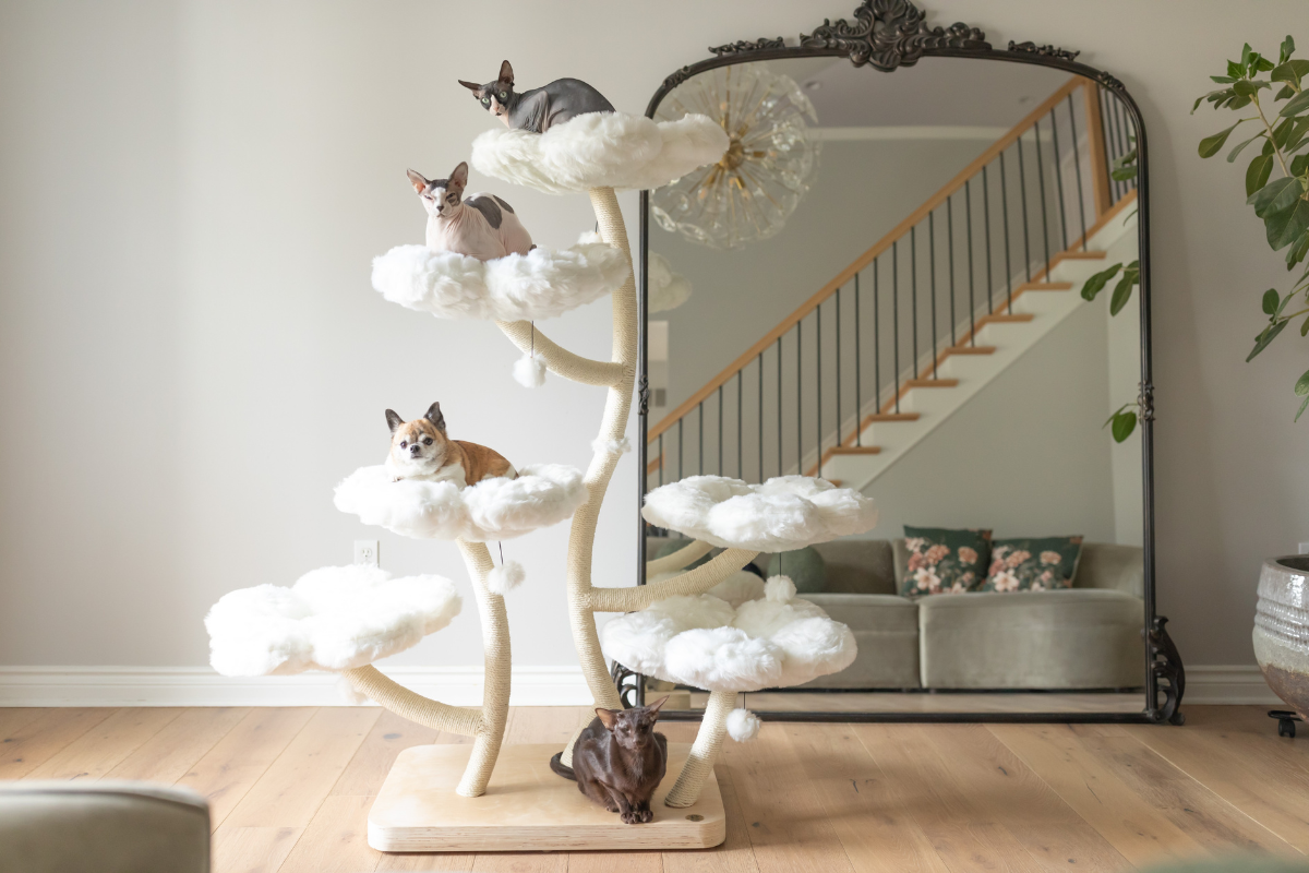 Budget vs. Premium Cat Tower: Is the Price Difference Worth It?