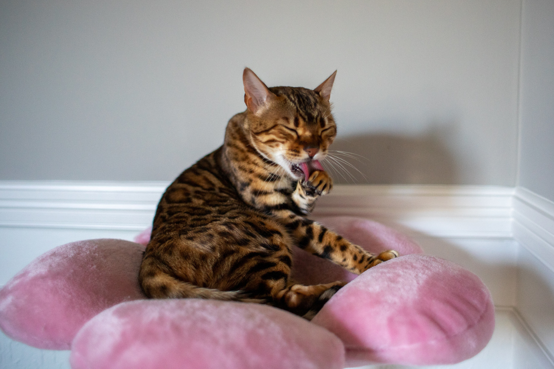 Custom Cat Towers for Big Cats