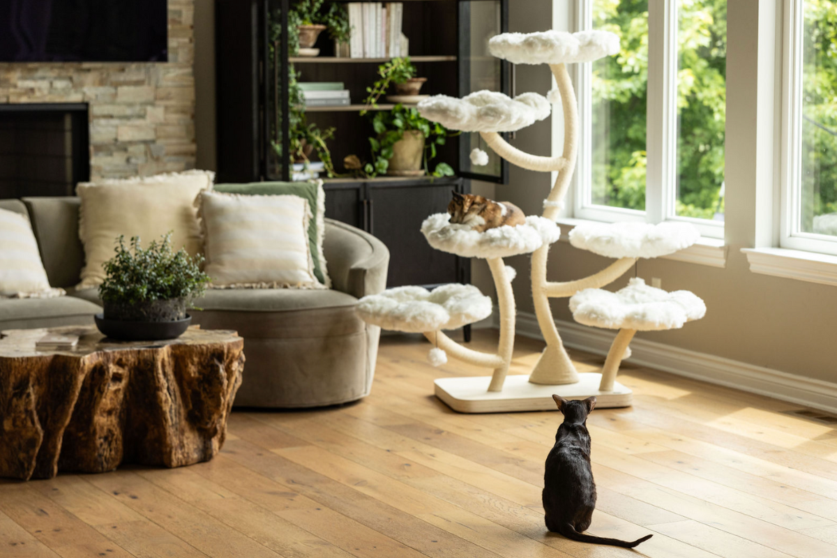 Cutest Cat Tree Moments at KBSPets