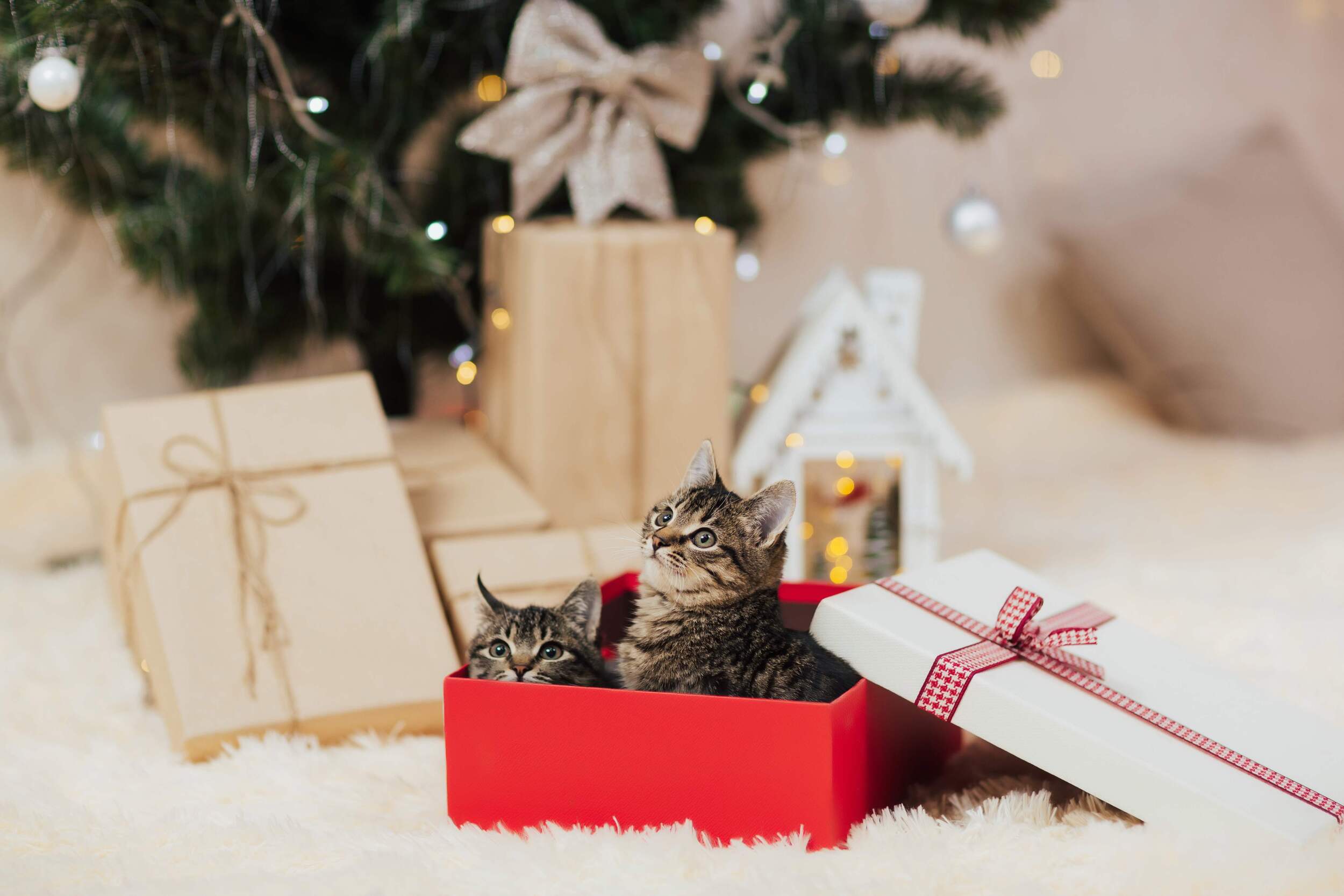 Cat Friendly Holiday Decorations