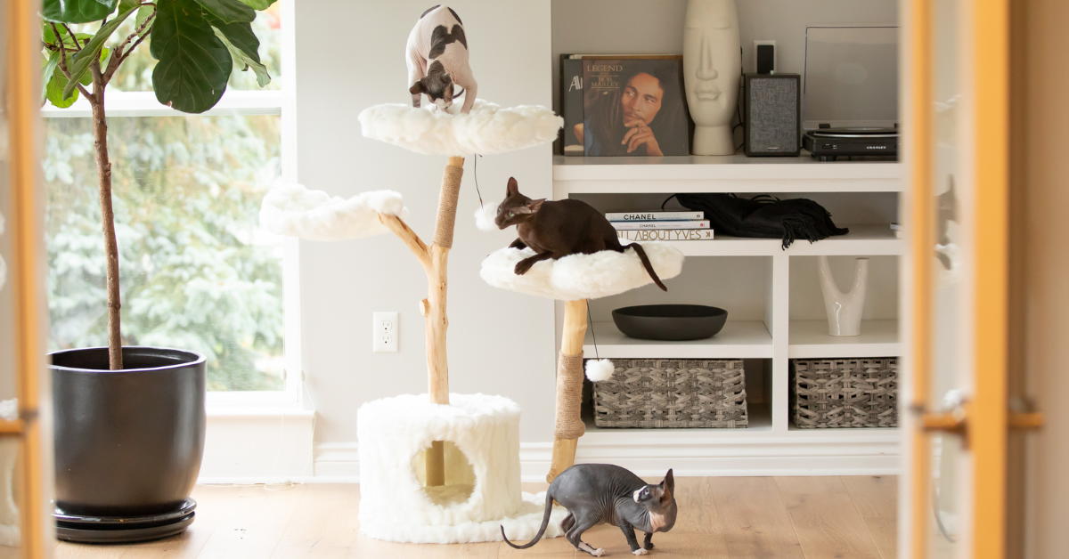 Scratching Post - Benefits and Uses