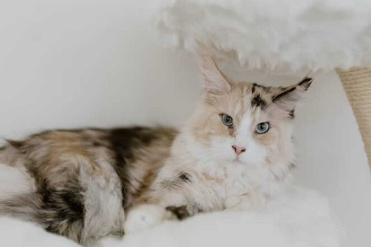 Shop Cat Tree Online