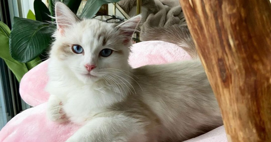 Things to keep in Mind while designing a cat tree - KBSPETS