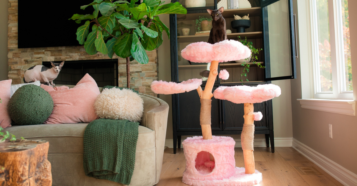 What Makes Cats Go After Your Furniture For Scratching A Kitty's Perspective