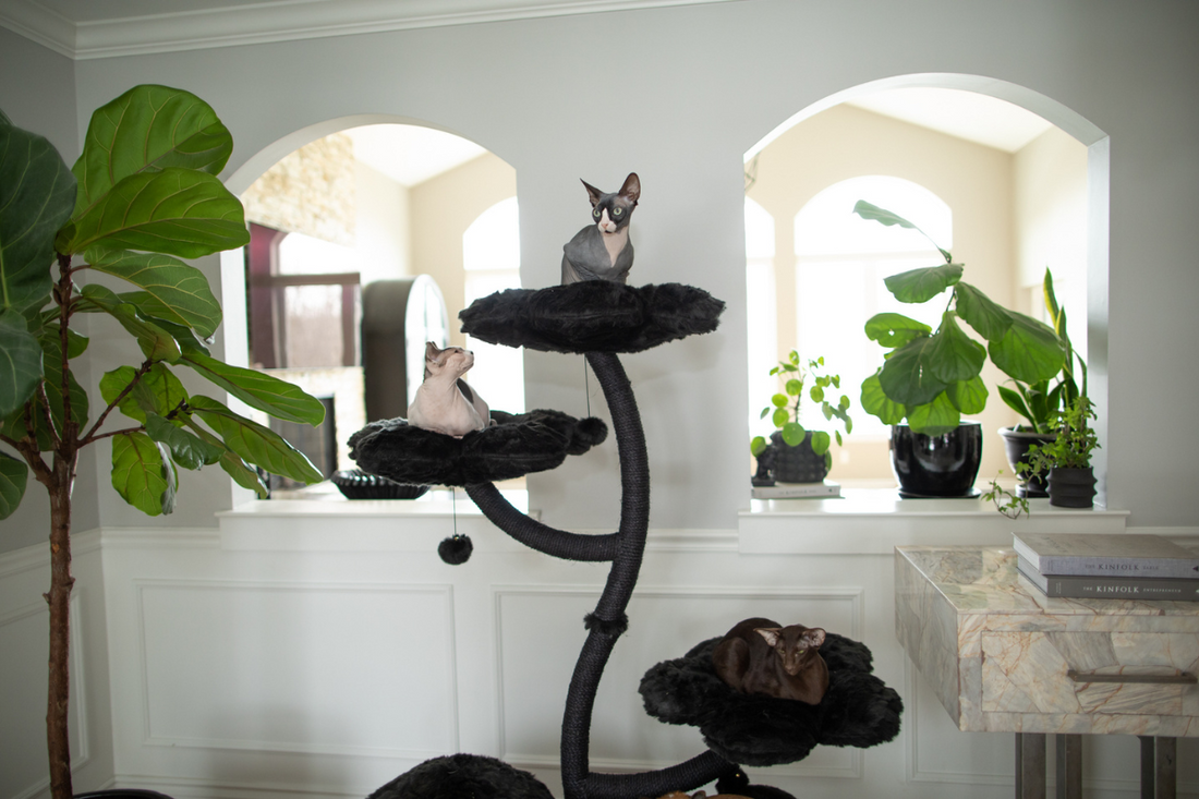 Why Cats Need Cat Trees: A Behavioral Perspective