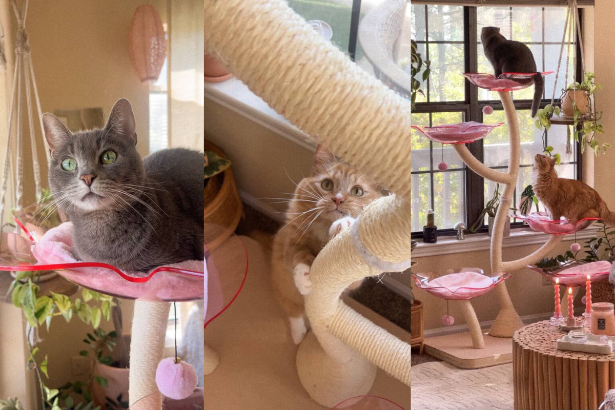 10 Best Cat Breeds for Apartment Living (Low-Maintenance & Lovable) 