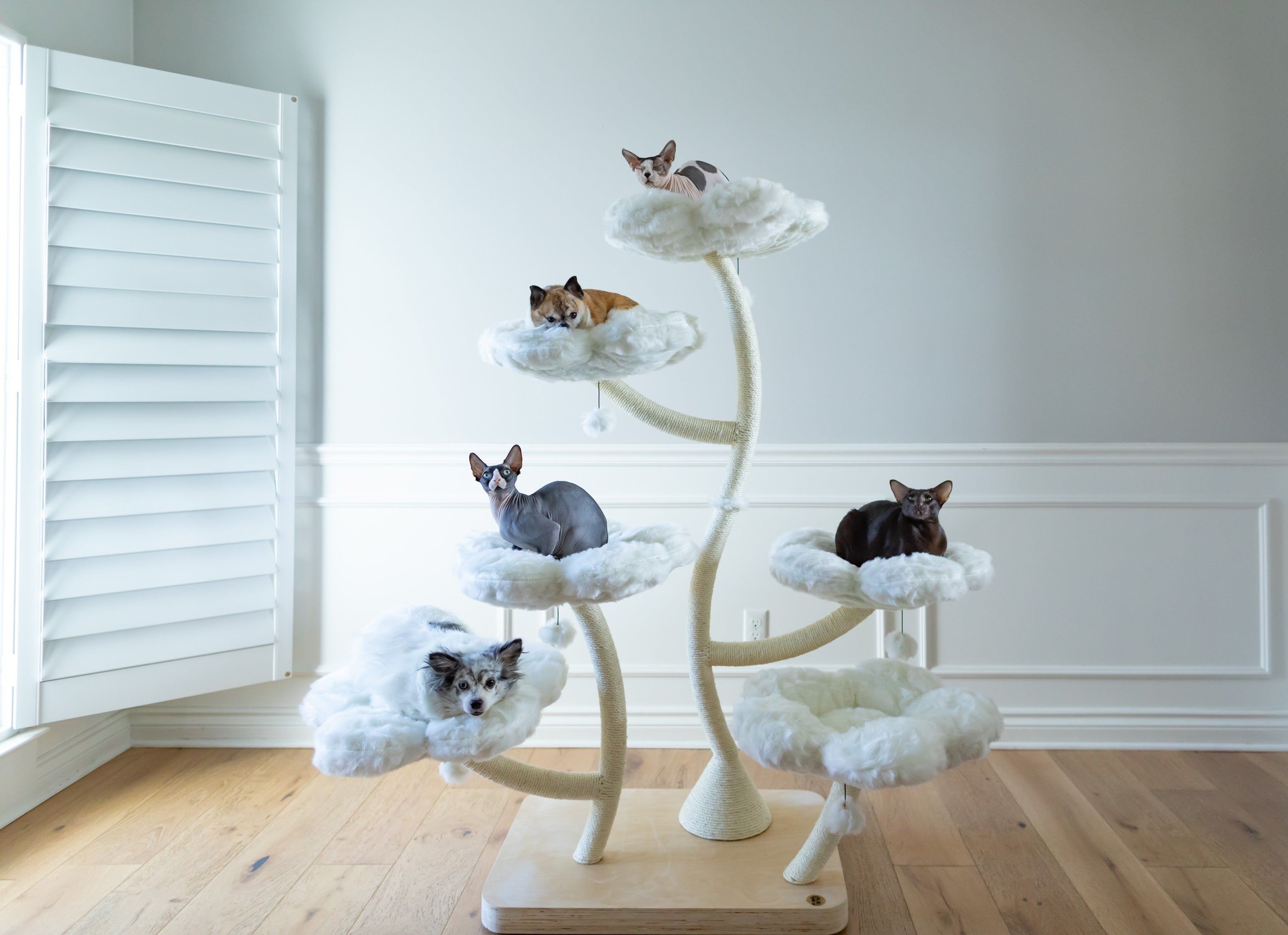 TEDDY BLANC HEXAFLORA