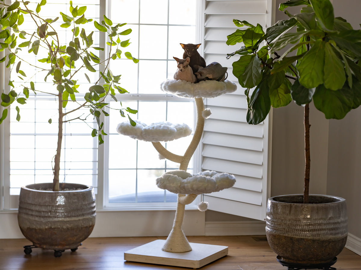 EDEN CLOUD COLLECTION