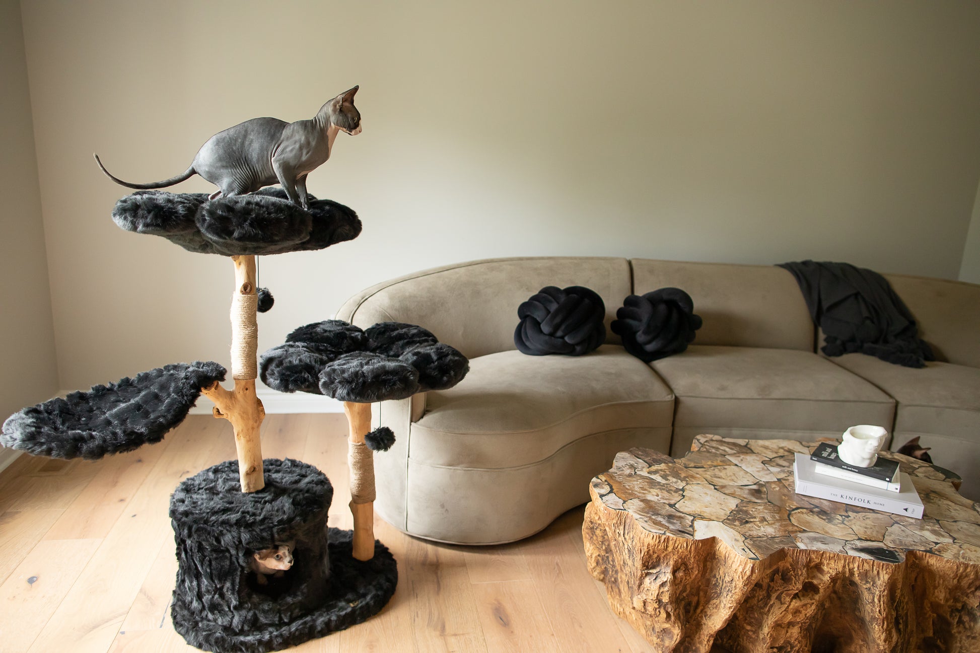 Teddy noir cat perched on floral cat tree