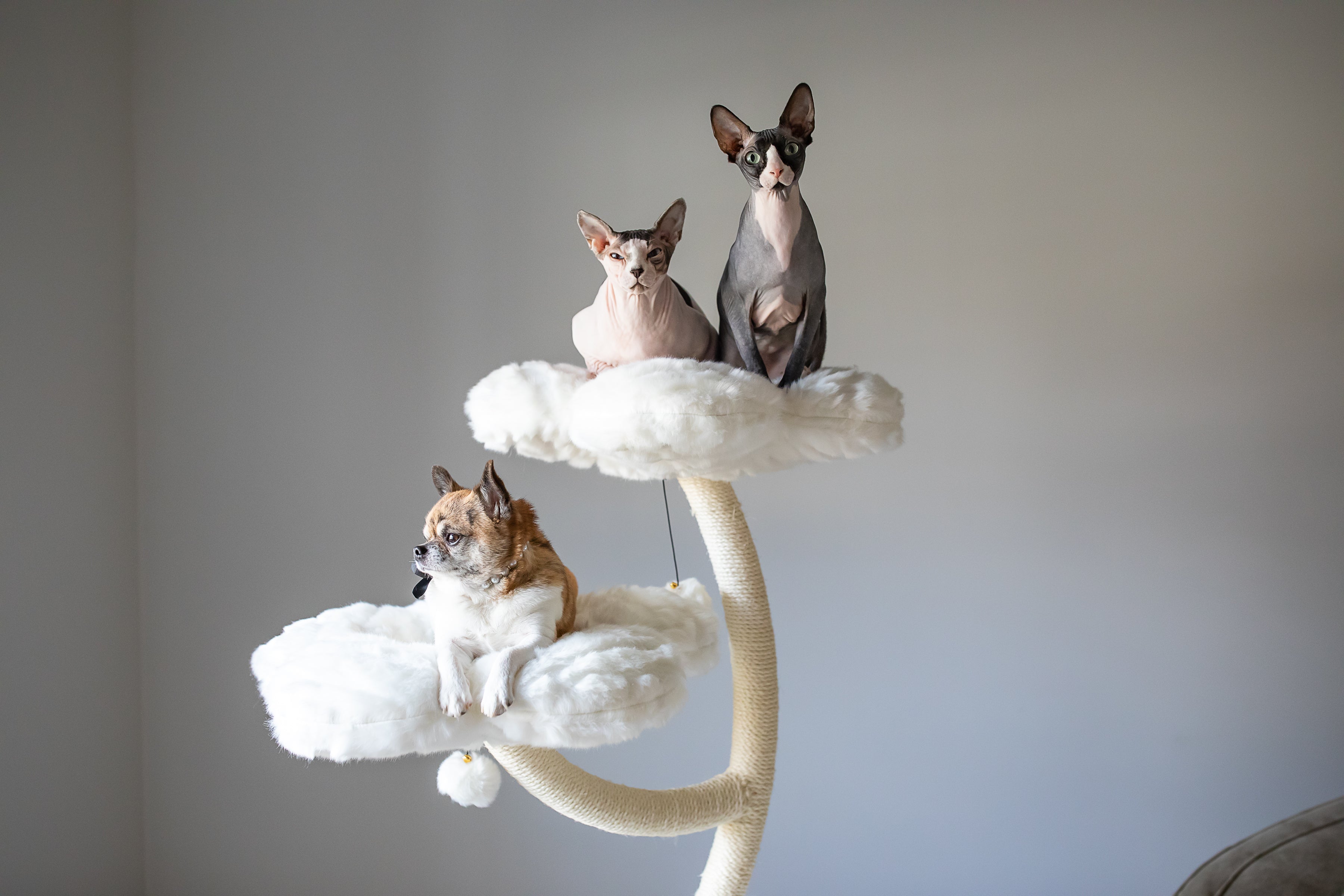 TEDDY BLANC EDEN: THE GARDEN OF FLOWERS