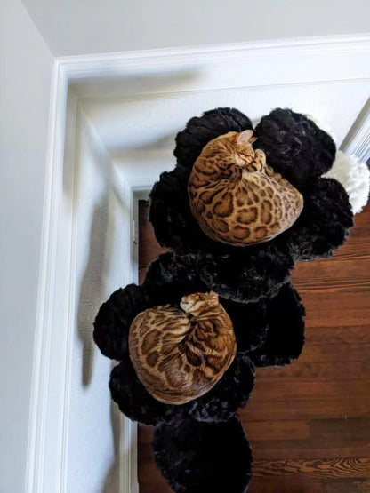Two cats resting on a black and white flower-patterned cat tree