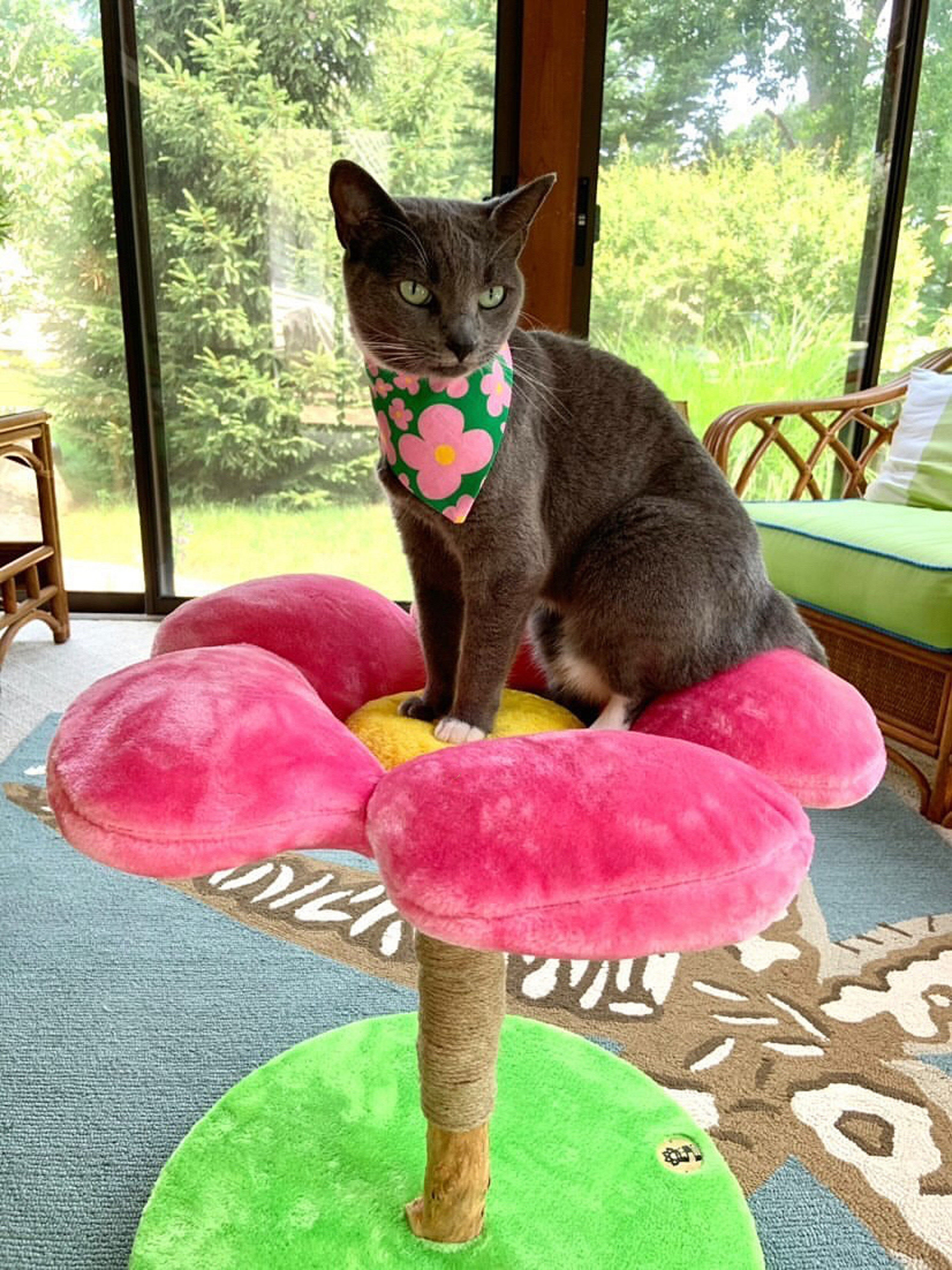 AZALEA UNO - KBS FLORAL CAT TREE