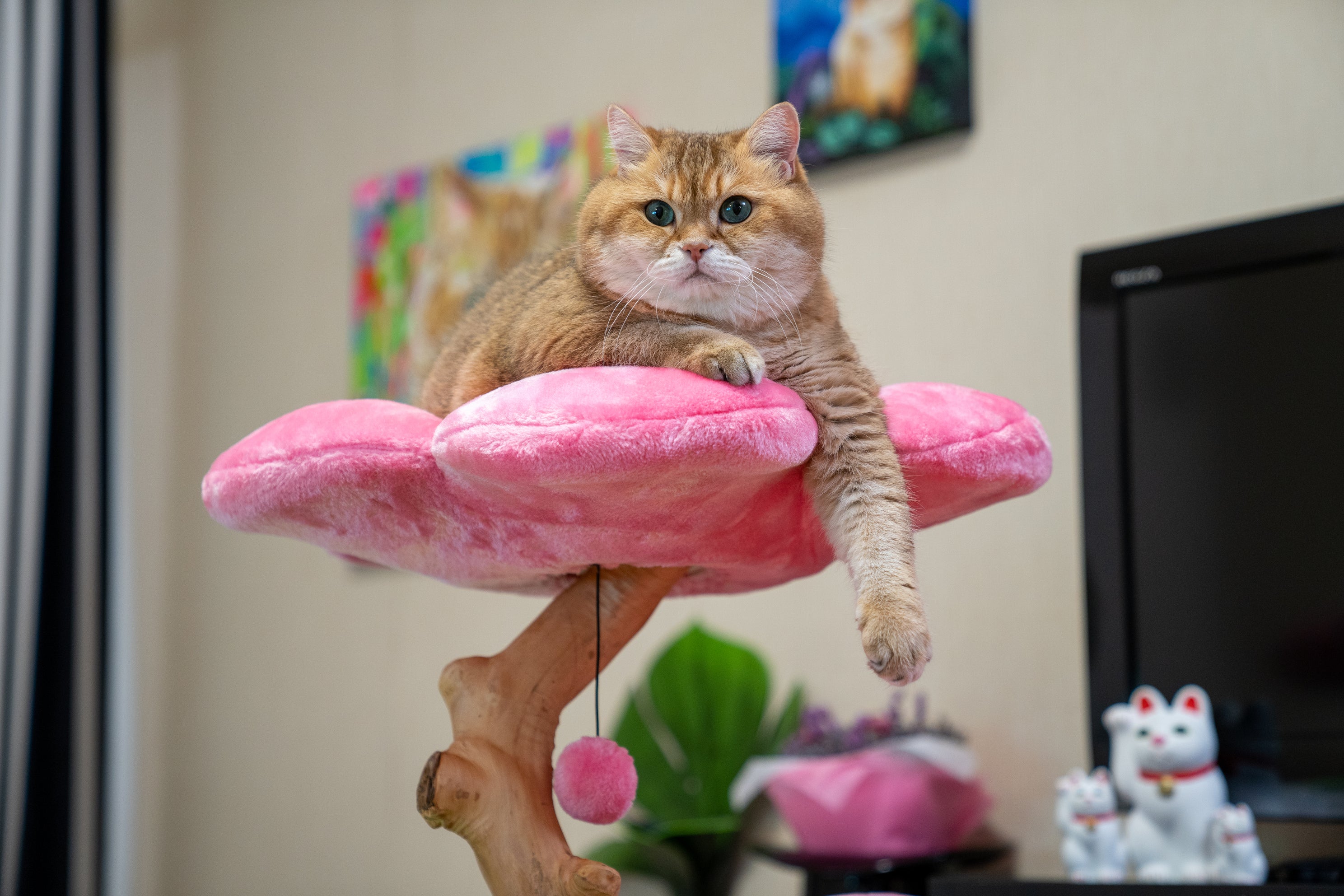 Azalea cat tree with three colorful flowers