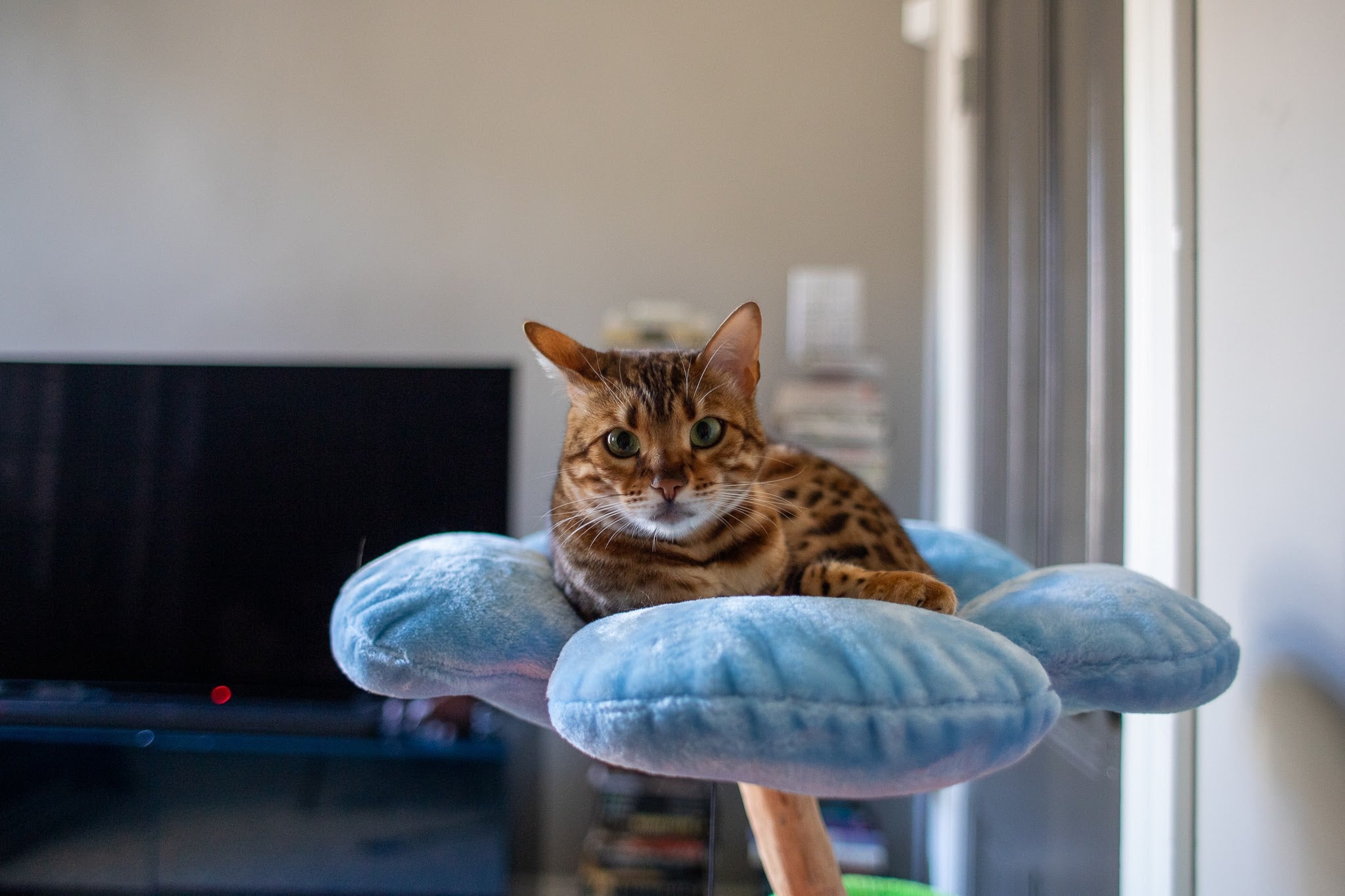 HYDRANGEA BLUE TRES - KBS FLORAL CAT TREE