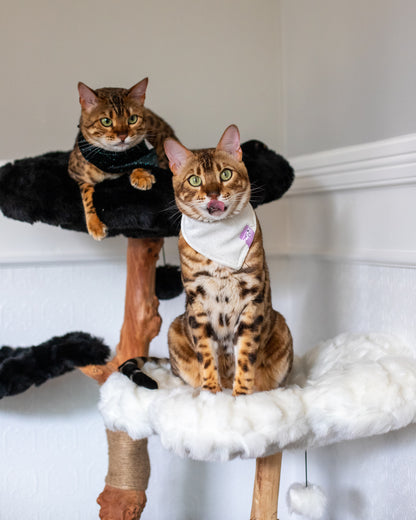 Two cats relaxing on top of a flower cat tree