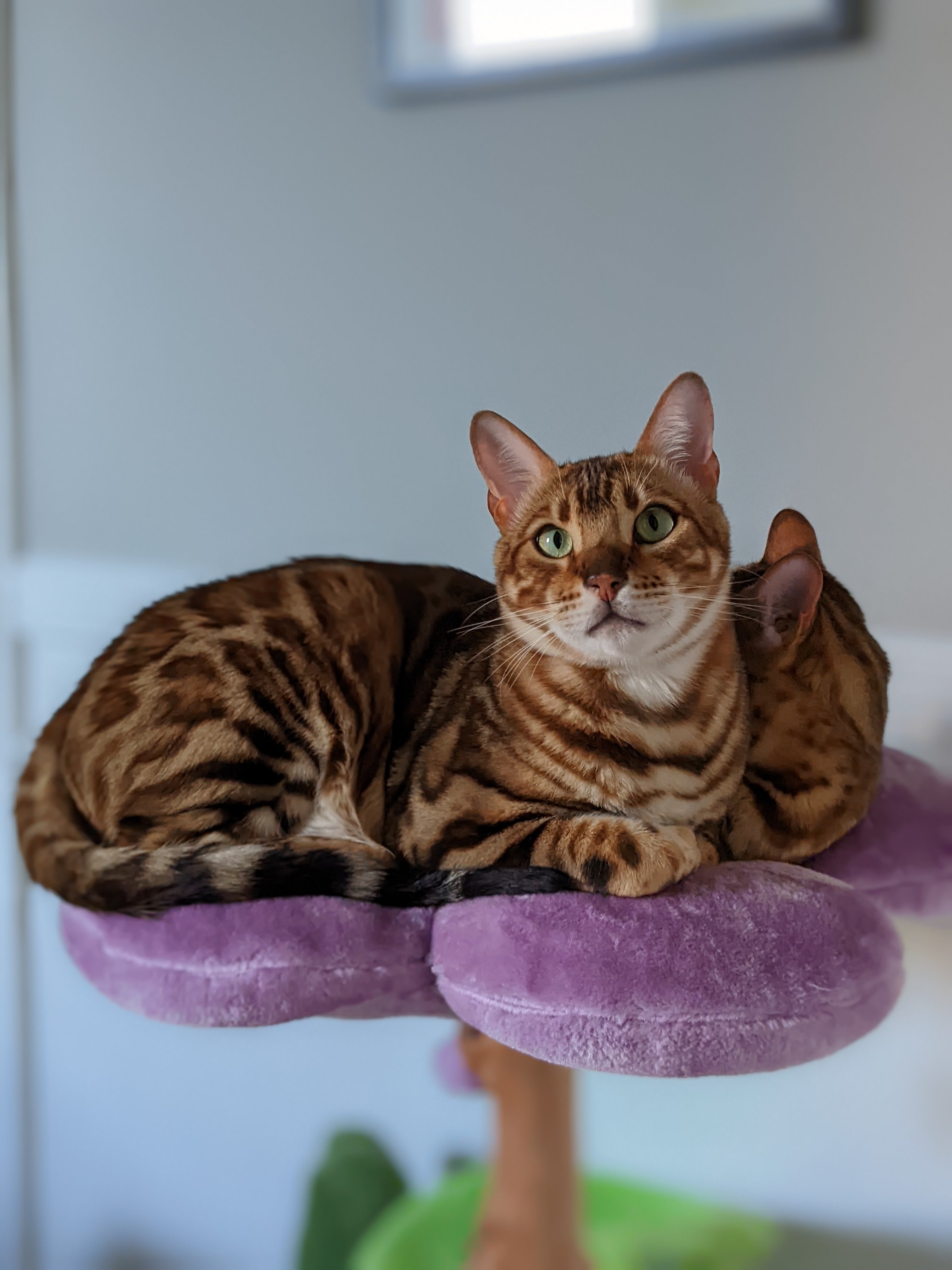 LAVENDER TRES - KBS FLORAL CAT TREE