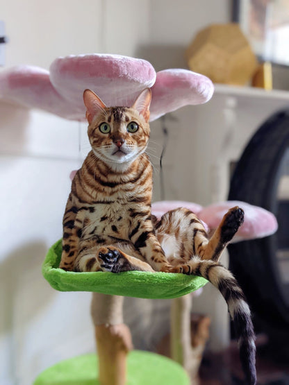 Adorable cat on flower-shaped cat tree, adding charm to room