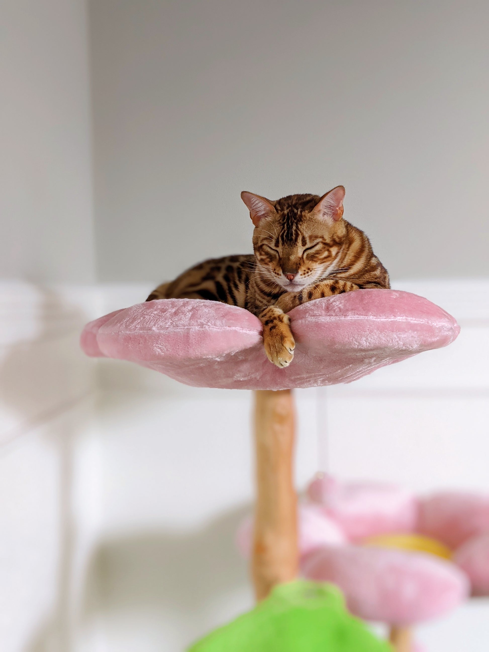 Joyful cat on the pink flower cat tree, enhancing visual appeal of floral feline furniture