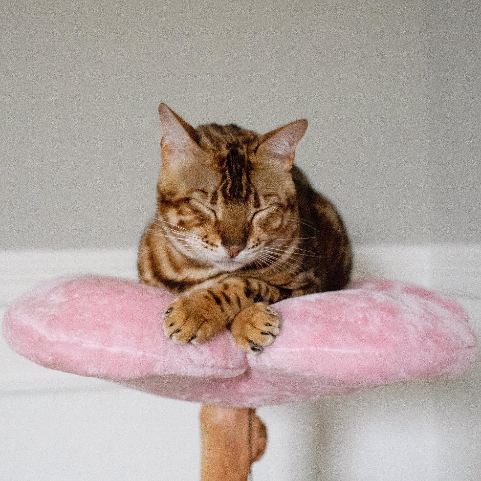 Cat rests on pink cat tree with cherry blossom patterns